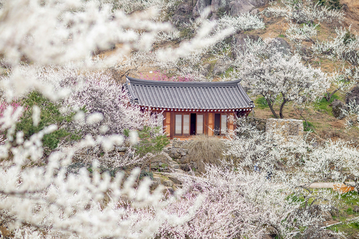 지금 안 가면 후회! 봄꽃 인생샷 명소는 여기