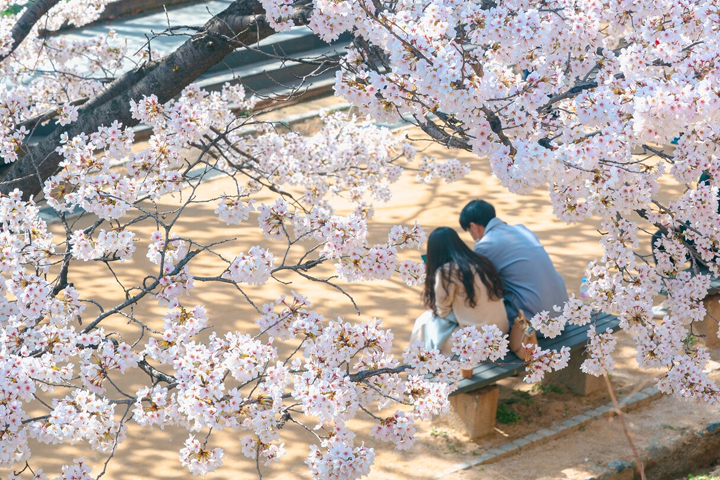 콧물아 멈춰라! 벚꽃 알레르기 격파 대작전