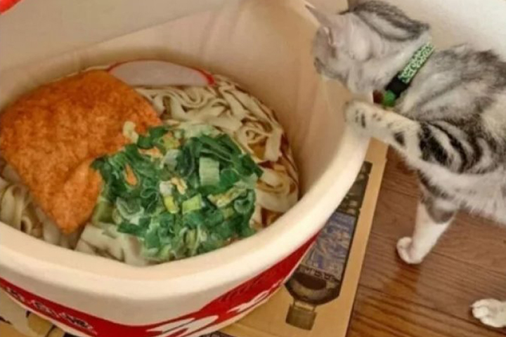 고양이 전용 라면 출시